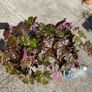 Heuchera plant Image 2