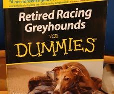 Retired Racing Greyhounds for Dummies