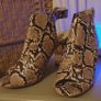 womens shoes Image 4