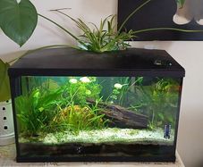 aquarium 50 liters