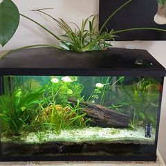 aquarium 50 liters