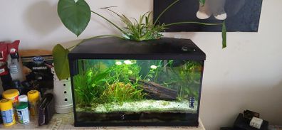 aquarium 50 liters
