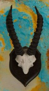 Vintage Taxidermy Antelope Horns