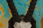 Vintage Taxidermy Antelope Horns