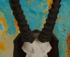 Vintage Taxidermy Antelope Horns