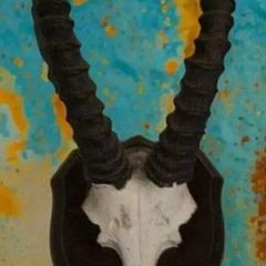 Vintage Taxidermy Antelope Horns