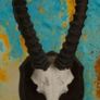 Vintage Taxidermy Antelope Horns Image 3