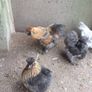 Usa Silkie Chicks And Fertile Eggs Image 9