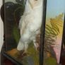 Rare Taxidermy Owl by Rohu & Sons Cork Image 4