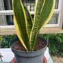 Snake plant Image 2