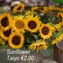 Sunflower seeds from only 1.00 euro Image 6