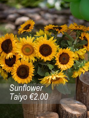 Sunflower seeds from only 1.00 euro