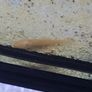 Albino bristlenose plecos Image 2