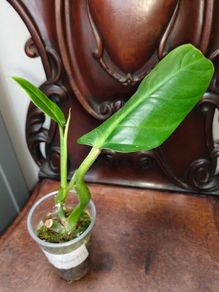 Philodendron Subhastatum Variegated