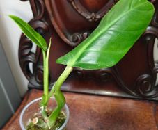 Philodendron Subhastatum Variegated