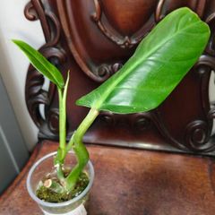 Philodendron Subhastatum Variegated