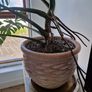 Large monstera deliciosa Image 6