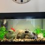 Fish tank 54ltr Image 5