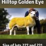 Texel Rams Image 7