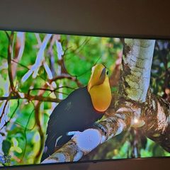 Lg 65 4k Uhd Smart Tv