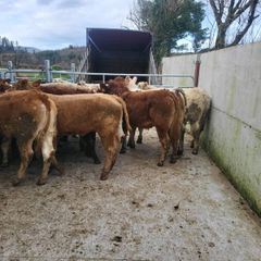 20  heifers