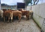 20  heifers