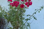 outdoor plant