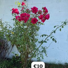 outdoor plant