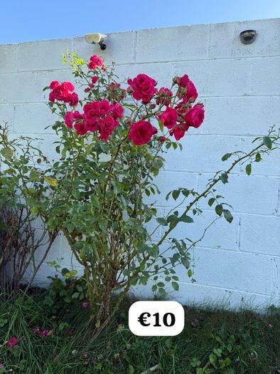outdoor plant