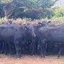 Store Heifers Image 3