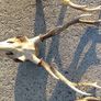 sika deer heads Image 3