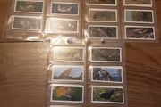 Full set of bird cigarette card's,  1976 black cat