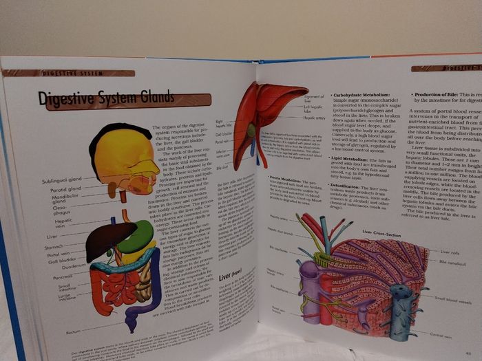 The Body Compact Knowledge Hardback Books