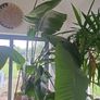 Beautiful large mature Bird of Paradise Plant Image 3