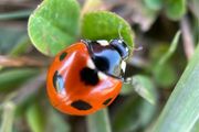 Macro image of ladybird (for good luck) on foam tile