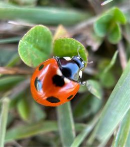Macro image of ladybird (for good luck) on foam tile