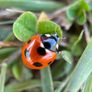 Various original macro nature photos on foam tiles Image 7