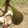 Fig Tree Image 2