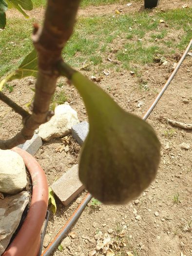 Fig Tree