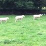 Lleyn Rams Image 4