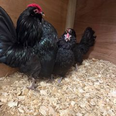 Barbu DAnver Chicks and Hatching Eggs
