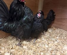 Barbu DAnver Chicks and Hatching Eggs
