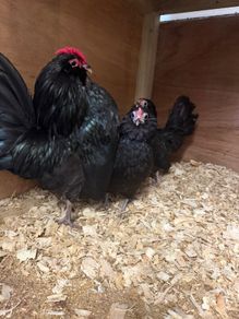 Barbu DAnver Chicks and Hatching Eggs