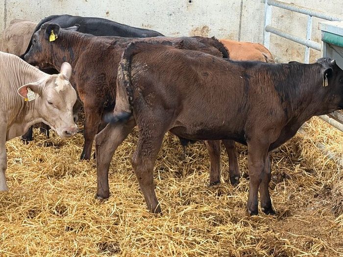10 Charolais and Limousin Weanlings