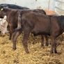 10 Charolais and Limousin Weanlings Image 9