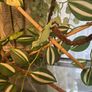 Baby Female Yemen Chameleon 3 Months Old Image 4