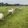 Organic sheep for Ballyjamesduff breeding sale Image 10