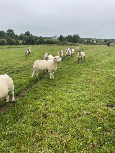 Organic sheep for Ballyjamesduff breeding sale