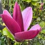 Magnolia Liliiflora in 9L pot and 120cm in height Image 7