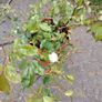 Plant Image 2